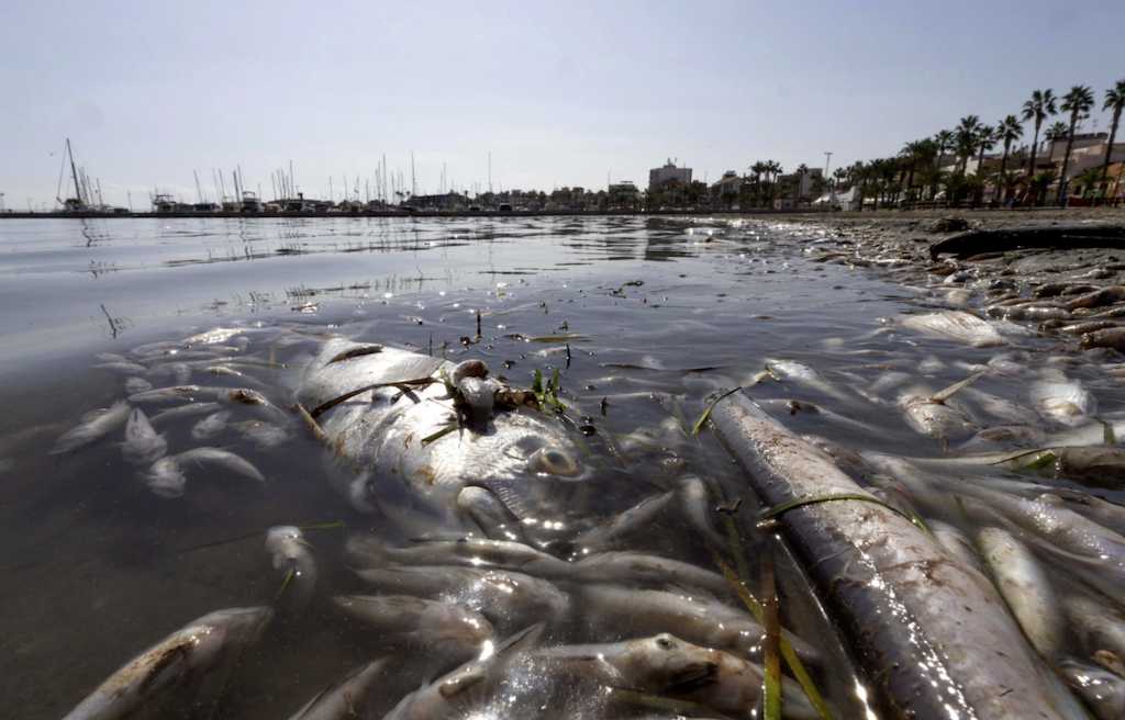 Cambio climático: Peces muertos en el Mar Menor.