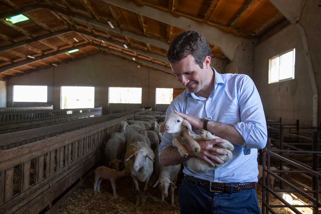 Pablo Casado en una granja de cerdos.