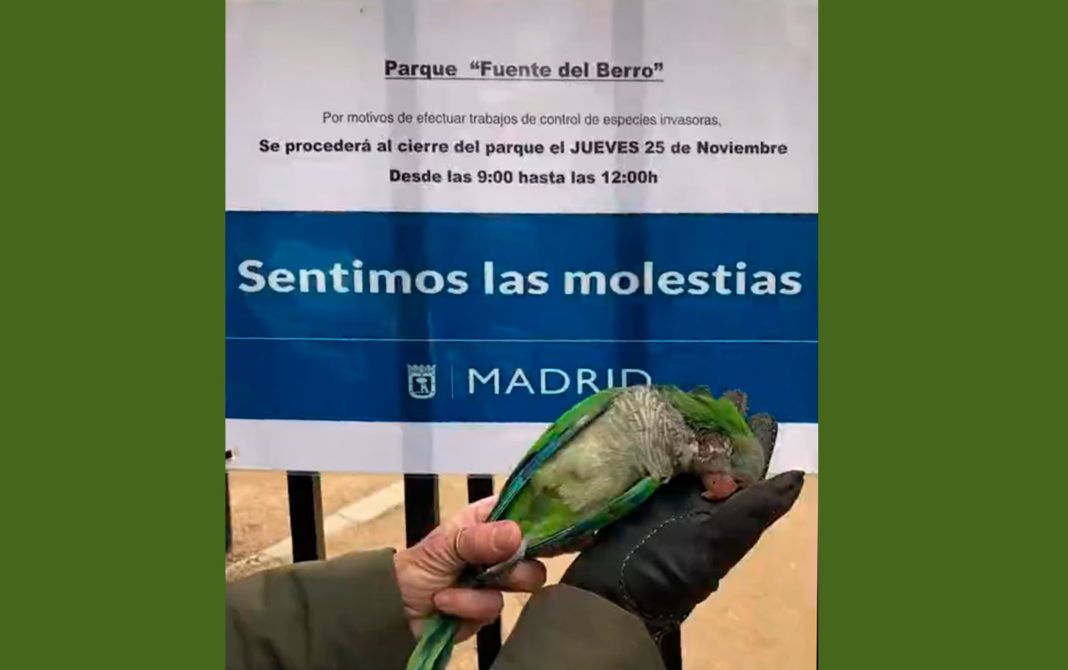 El PSOE y los ecologistas exigen a Almeida que ponga fin a la carnicería de las cotorras argentinas en Madrid