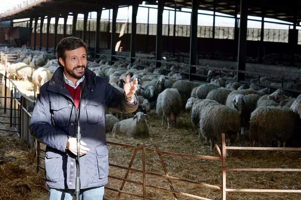 Pablo Casado rodeado de ovejitas.
