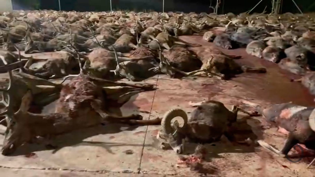 Ecologistas y animalistas denuncia una montería en Córdoba con más de 400 animales muertos en un sólo día
