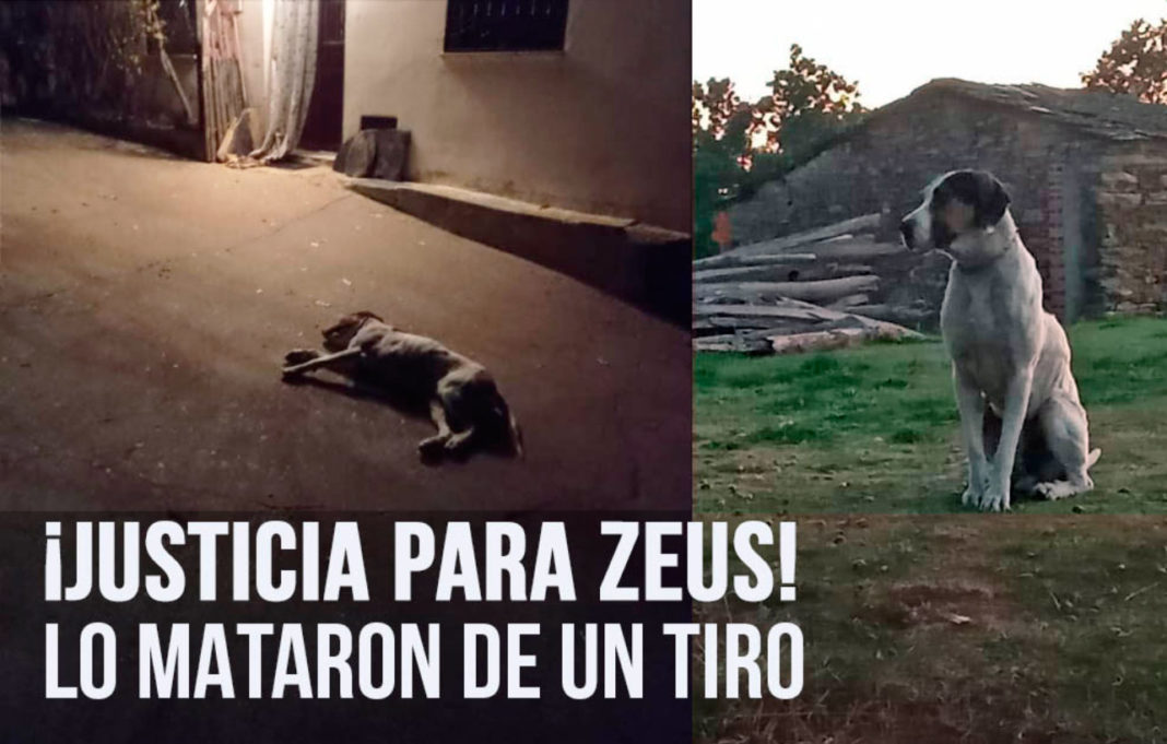 Denuncian la muerte a tiros de un perro callejero en Zamora y piden justicia para Zeus