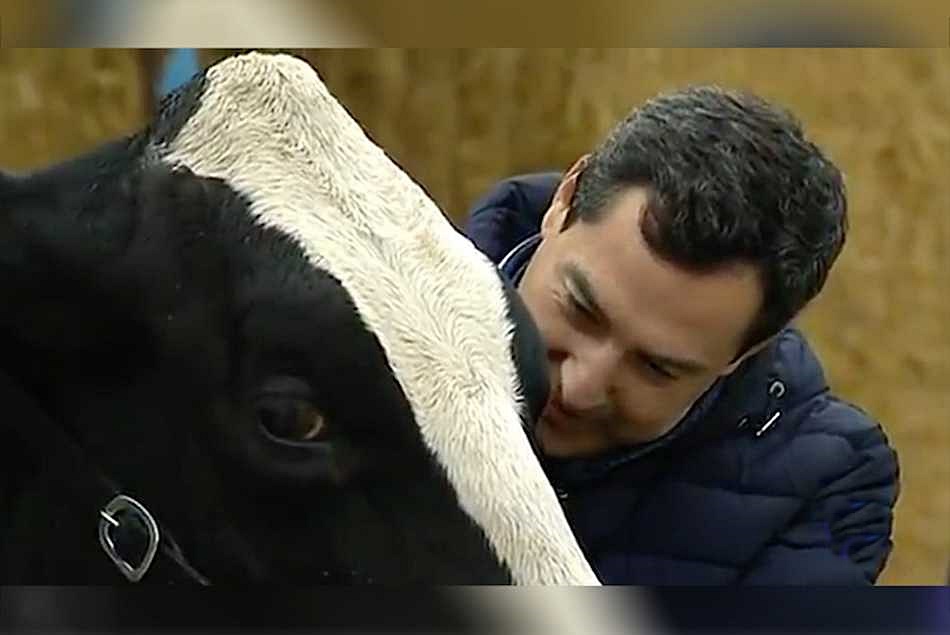 Moreno Bonilla y su vaca electoralista.
