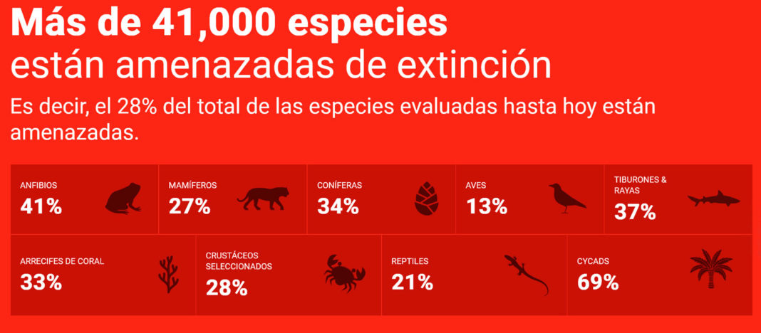 Más de 41,000 especies están amenazadas de extinción en el planeta