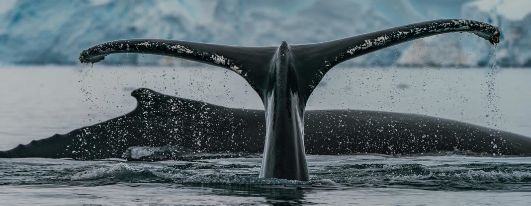 Las ballenas, aliadas en la lucha contra el cambio climático